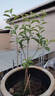 蜂糖李子樹(shù)苗嫁接特大晚熟脫骨青脆李子果樹(shù)苗南北方種三華李樹(shù)苗 蜂糖李70~120cm高當年結果 70cm(含)-79cm(含) 曬單實(shí)拍圖