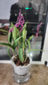 【比香水還香】香水石斛蘭盆栽帶花水培帶花苞花卉植物室內綠植zt 新手好養  花開(kāi)滿(mǎn)屋香  送吸水盆 香水石斛蘭10苗*1盆 曬單實(shí)拍圖