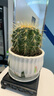 金虎仙人球類(lèi)金琥辦公室內盆栽仙人掌盆栽大號金冠植物超大顆好養 金琥8公分左右+豎紋陶瓷盆 含盆 曬單實(shí)拍圖