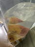 熱帶魚(yú)淡水觀(guān)賞魚(yú)活體熱帶魚(yú)財神魚(yú)鸚鵡魚(yú)發(fā)財魚(yú)臺版元寶財神包活 AAA精品黃元寶（8-10公分）3條 曬單實(shí)拍圖