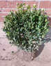 翩然冬青球樹(shù)苗地栽耐寒植物大葉黃楊球型庭院別墅圍墻籬笆樹(shù)綠化苗木 冬青球【70cm左右冠幅】【帶土球】 曬單實(shí)拍圖