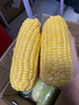 佳農寶菜山東新鮮水果玉米帶綠皮單根200g+凈重4.6斤4-7根源頭直發(fā) 曬單實(shí)拍圖