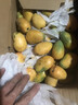 顧果鮮海南小臺農芒果小臺芒新鮮當季熱帶孕婦水果現摘甜心小芒果生鮮 9斤凈重8.5斤 【中果裝】 曬單實(shí)拍圖