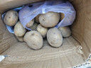 大禹土豆種子原種帶芽紅皮黃心土豆脫毒洋芋馬鈴薯批發(fā)早熟春季蔬菜 黃心土豆種子20斤 原種 曬單實(shí)拍圖
