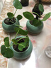 鏡面草ins風(fēng)綠植好養又美觀(guān)室內桌面盆栽綠植花卉吸甲醛凈化空氣 鏡面草6-10葉+矮胖綠瓷+竹托 曬單實(shí)拍圖