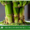富貴竹盆栽植物室內凈化空氣綠植荷花竹辦公室桌面四季好養小盆栽 荷花竹+節節高升盆+圓底座【1盆】 盆口直徑約8cm 曬單實(shí)拍圖