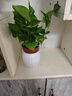 【綠蘿盆栽】吸甲醛凈化空氣水培綠植物懶人花卉好養搬家禮物全 【爆款2盆】綠蘿+白色南瓜盆自吸水 整體含盆高度20-25cm 曬單實(shí)拍圖