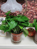 帶花瓶綠蘿水培好養盆栽辦公室內花卉綠植懶人綠籮除甲醛凈化空氣 圓口玻璃瓶+綠蘿（1套）高度 高度（20-25厘米左右） 曬單實(shí)拍圖