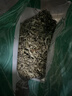 艾葉1000克中藥材新鮮艾葉草干貨艾草葉艾葉干泡腳洗澡陳艾葉蘄艾 【純葉無(wú)桿高品質(zhì)】 1000g*1袋 曬單實(shí)拍圖