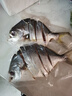 湛江特產(chǎn)金鯧魚(yú)干一夜埕金昌魚(yú)風(fēng)干黃特鯧咸魚(yú)金槍魚(yú)干海產(chǎn)品干貨 450-500g/條（2條裝） 曬單實(shí)拍圖