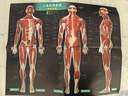 【樊登推薦】DK人體大百科修訂版 人體視覺(jué)圖鑒 家庭醫生人體生理生命運轉 醫學(xué)科普生命教育  6-12歲青少年兒童醫學(xué)人體科學(xué)科普百科全書(shū) 小學(xué)生課外閱讀書(shū)籍 英國DK公司 新華正版 DK人體大百科 曬單實(shí)拍圖