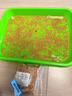 一播大地正常發(fā)貨小麥草種子當年新種子麥苗無(wú)肥榨汁喝大麥種子育苗盆 育苗盤(pán)+育苗紙10張+半斤小麥 曬單實(shí)拍圖