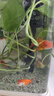 百綸木千蘭壽金魚(yú)小魚(yú)觀(guān)賞魚(yú)淡水魚(yú)錦鯉泰獅金魚(yú)冷水魚(yú)活體國粹蝶尾小金魚(yú) 【精品隨機】4-5cm 小蘭壽+小泰獅 各6共12條送魚(yú)糧 曬單實(shí)拍圖