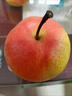 南步北京平谷紅肖梨 老品種紅梨沙梨脆甜梨可煮水紅梨紅消梨新鮮水果 3斤 精選大果【單果145g+】 曬單實(shí)拍圖