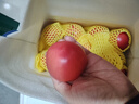 京鮮生 山東普羅旺斯西紅柿 凈重3斤 單果125g起 沙瓢番茄 源頭直發(fā) 曬單實(shí)拍圖