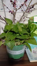 雙盟綠蘿盆栽除甲醛花卉綠植辦公室新房?jì)艋諝?80加侖4盆裝源頭直發(fā) 曬單實(shí)拍圖