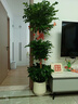 愛(ài)優(yōu)尚幸福樹(shù)盆栽客廳室內大型綠植辦公室喬遷新家綠寶凈化空氣源頭直發(fā) 曬單實(shí)拍圖