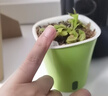 捕蠅草盆栽豬籠草食蟲(chóng)植物夏季驅蚊食蟲(chóng)捕蟲(chóng)室內趣味綠植 大號豬籠草8-12個(gè)籠 贈吸水盆栽好發(fā)貨 曬單實(shí)拍圖