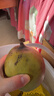京鮮氣四川攀枝花凱特芒大果 新鮮樹(shù)上熟青色芒果當季孕婦熱帶芒果水果 10斤 精選果無(wú)禮盒 曬單實(shí)拍圖