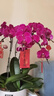 元族【2小時(shí)達】大蝴蝶蘭盆栽蘭花同城配送鮮花送父母長(cháng)輩禮物年宵花 【鴻運當頭】6株紫色蝴蝶蘭盆栽（花盆隨機） 曬單實(shí)拍圖