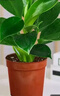 特價(jià)大葉金鉆綠公主盆栽植物除甲醛綠植辦公室四季常青室內擺放2 【1盆】金鉆+基地原盆 含盆高度15-20厘米 曬單實(shí)拍圖