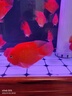 財神魚(yú)紅鸚鵡魚(yú)觀(guān)賞魚(yú)血麒麟魚(yú)起頭財神魚(yú)龍缸配魚(yú)精品飼養 14-16cm財神/條（包起頭） 曬單實(shí)拍圖