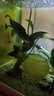 異景園魚(yú)缸水族箱造景水榕沉木活體水草淡水無(wú)土植物后景真水草凈水增氧 單頭大葉榕沉木 曬單實(shí)拍圖