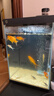 畫(huà)法幾何魚(yú)缸造景 小型魚(yú)缸米家智能魚(yú)缸專(zhuān)用蕨類(lèi)沉木造景套餐 曬單實(shí)拍圖