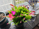 花翁蟹爪蘭盆栽（含加侖盆）室內陽(yáng)臺植物綠植花卉螃蟹抓蓮源頭直發(fā) 曬單實(shí)拍圖