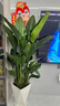 愛(ài)優(yōu)尚天堂鳥(niǎo)綠植盆栽客廳室內辦公室大型綠植好養凈化空氣源頭直發(fā) 曬單實(shí)拍圖