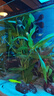 瘋狂水草魚(yú)缸植物養魚(yú)水草造景火山石紅絲青葉血心蘭南美青竹源頭直發(fā)包郵 曬單實(shí)拍圖