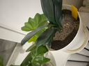 大盆君子蘭盆栽名貴國寶級花卉苗綠植物圓頭和尚室內客廳四季好養 【掌柜推薦】8-11片葉子+帶土 送肥料 曬單實(shí)拍圖