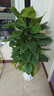 愛(ài)優(yōu)尚大葉綠蘿柱盆栽客廳大型綠植辦公室內除甲醛凈化空氣綠籮源頭直發(fā) 曬單實(shí)拍圖