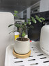 迷你盆栽綠植室內桌面辦公室好養花卉小盆景四季常青植物凈化空氣 七里香-白小雪梨盆-竹底托 帶盆栽好 曬單實(shí)拍圖