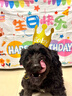 隨燦 寵物生日帽子圍兜可愛(ài)拍照裝飾口水巾字母圍巾狗狗貓咪生日派對 寵物生日掛布1個(gè)【約70×100cm】 曬單實(shí)拍圖