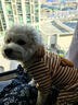 嬉皮狗（hipidog）狗狗包肚衣可愛(ài)家居服四腳衣中小型犬博美泰迪四季款小狗貓咪衣服 可愛(ài)小熊棕色 XL（建議體重11-15斤） 曬單實(shí)拍圖