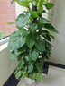 愛(ài)優(yōu)尚大葉綠蘿柱盆栽客廳大型綠植辦公室內除甲醛凈化空氣綠籮源頭直發(fā) 曬單實(shí)拍圖
