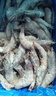 PHUKEY SEA厄瓜多爾凍南美白對蝦 只只分離 海鮮水產(chǎn) 3斤 (76-90只) 曬單實(shí)拍圖