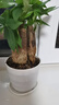 瑯闕三桿發(fā)財樹(shù)小盆栽辦公室桌面綠植擺件室內好養花卉盆栽源頭直發(fā) 曬單實(shí)拍圖