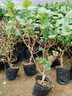 紅心軟棗獼猴桃樹(shù)果苗彌獼猴桃苗嫁接南北方種植獼猴桃苗當年結果 黃金5年精選苗（買(mǎi)1送1）種下2個(gè)月結果 80cm(含)-89cm(含) 曬單實(shí)拍圖