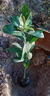 牛油果新品桂墾大3號牛油果大果牛油果南方陽(yáng)臺庭院盆栽地栽樹(shù)苗 哈斯牛油果 (帶土帶葉發(fā)貨) 嫁接三年苗 曬單實(shí)拍圖