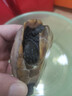 龜糧烏龜飼料專(zhuān)用龜糧烏龜糧食通用龜龜糧飼料大龜小龜糧開(kāi)口通用 500克小龜糧（適用3-15厘米龜） 曬單實(shí)拍圖
