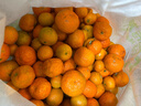 田良季廣西金秋砂糖橘沙糖桔子小蜜整箱批發(fā)應當季水果送禮品物年貨節 精選18斤裝【蕞劃算】 特級果【甜爆了】 曬單實(shí)拍圖