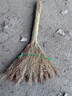 精品高粱小掃把手工制作小掃帚辦公室戶(hù)外農村家用院子環(huán)衛掃馬路 高粱小掃把【普通款】 1把裝 曬單實(shí)拍圖