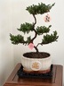 靜黛軒五層塔松盆栽花卉室內客廳迎客松植物盆景辦公室綠植禮物喬遷開(kāi)業(yè) 五層塔松-（招財進(jìn)寶盆-圓白） 不含托盤(pán) 曬單實(shí)拍圖
