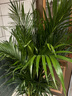 散尾葵大型盆栽富貴椰子植物鳳尾竹綠植盆栽網(wǎng)紅植落地物客廳室內 精品富貴椰子+方形樹(shù)脂盆【帶滾輪】+肥料 高度1.4-1.6米【10苗起】 曬單實(shí)拍圖