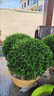 翩然小葉女貞球苗四季常青庭院綠化金葉女貞球樹(shù)苗球形樹(shù)耐寒耐凍苗木 小葉女貞球80cm冠幅/高80cm 左右帶土球 曬單實(shí)拍圖