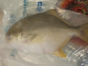環(huán)球水產(chǎn) 南海金鯧魚(yú)凈重2斤/2條 生鮮魚(yú)類(lèi) 深海魚(yú) 海鮮 火鍋燒烤家庭聚餐 曬單實(shí)拍圖