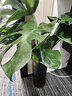 愛(ài)優(yōu)尚水培龜背竹盆栽客廳室內辦公室桌面植物2株60cm吸甲醛源頭直發(fā) 曬單實(shí)拍圖