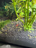 噢水噢觀(guān)賞蝦活體水族淡水小動(dòng)物魚(yú)缸清潔除藻極火彩色觀(guān)賞魚(yú)水晶蝦壹 高端彩色蝦套餐40只 曬單實(shí)拍圖